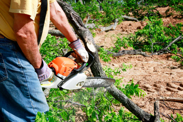 The Steps Involved in Our Tree Care Process in Poway, CA